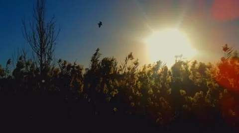 Sunset with flying bird Stock Footage 33801566