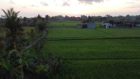 Sunset flyover Bali rice fields Stock Footage 257202725
