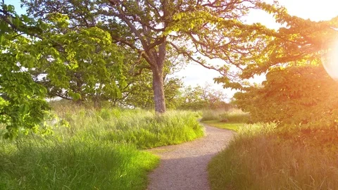 Sunset Foot Path through Summer Park, Beautiful Sunlight Lens Flare Nature Grass Stock Footage 84927565