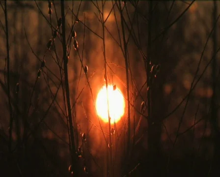 Sunset Video stock 573338