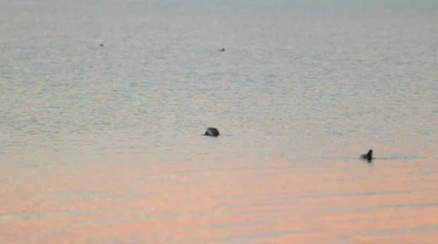 Sunset Stock Footage 609776