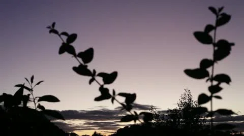 Sunset 動画素材 11148228