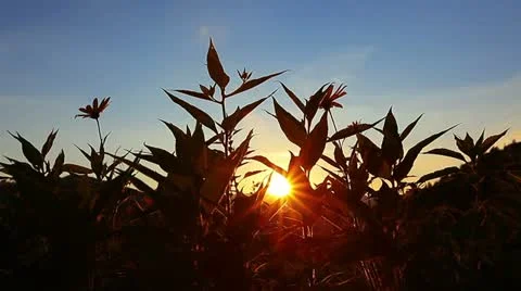 Sunset Stock Footage 11884154