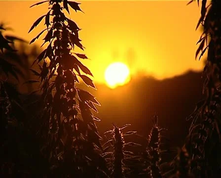 Sunset 動画素材 12403293
