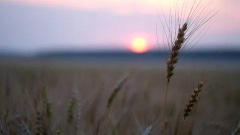 Sunset Stock Footage 78109647