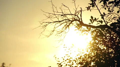 Sunset Stock Footage 91321483