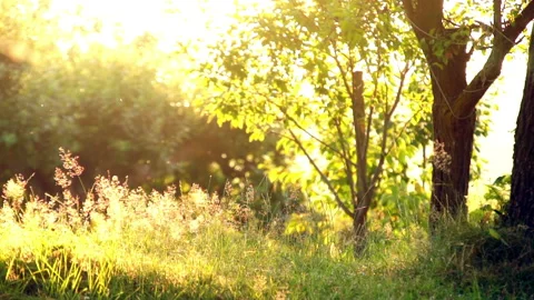 Sunset Stock Footage 91321568