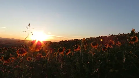 Sunset Stock Footage 95034172