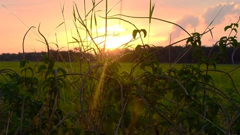 Sunset Stock Footage 132800438