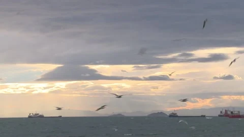 The Sunset Video stock 147022109