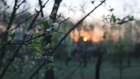 Sunset Stock Footage 148236893