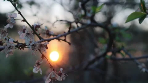 Sunset Stock Footage 148236897