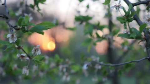 Sunset Stock Footage 148236898