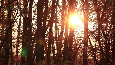 Sunset Stock Footage 166892803