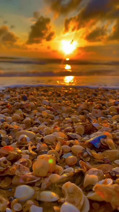 Sunset 库存影片 220012853