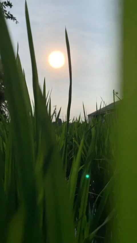 Sunset Stock Footage 220711618