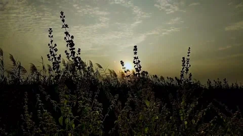 Sunset 動画素材 220881631