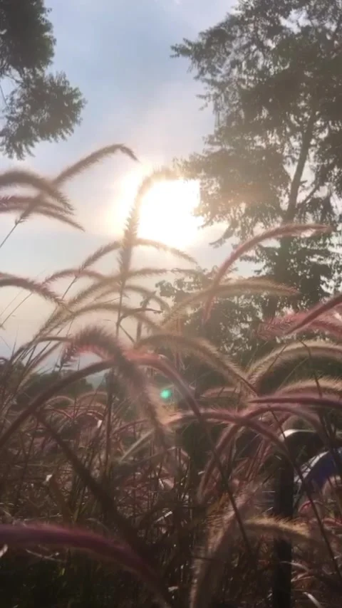 Sunset Stock Footage 245627820