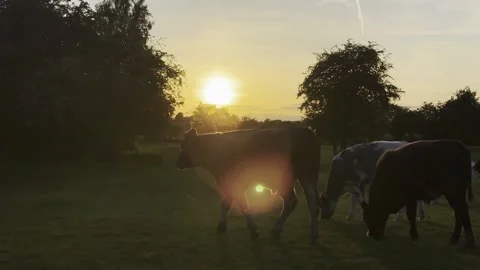 Sunset Stock Footage 307870937