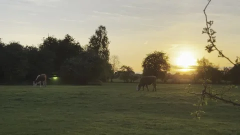 Sunset Stock Footage 307870953