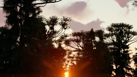 Sunset in Forest 4k Animation, 3D Rendering Stock Footage 122248206