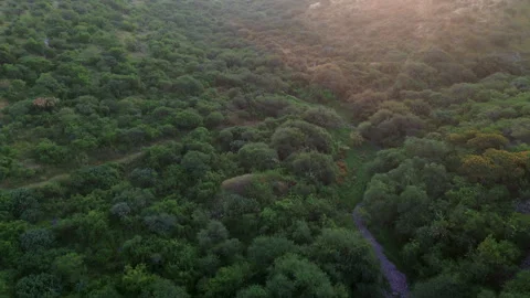 Sunset forest aerial view in El Campanario Queretaro ecological reserve Stock Footage 344589588