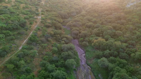 Sunset forest aerial view in El Campanario Queretaro ecological reserve Stock Footage 344591101
