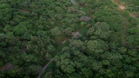 Sunset forest aerial view in El Campanario Queretaro ecological reserve Stock Footage 344591886