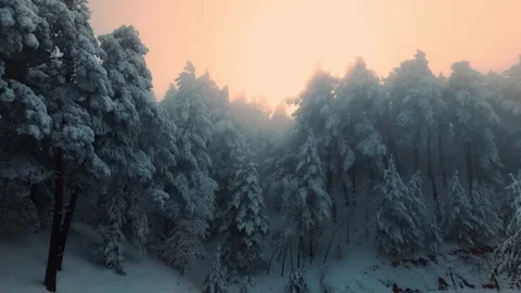 Sunset in the forest after snowfall Vídeos de archivo 303731584