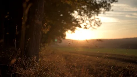 Sunset of Forest and Field in Autumn Stock Footage 97983111
