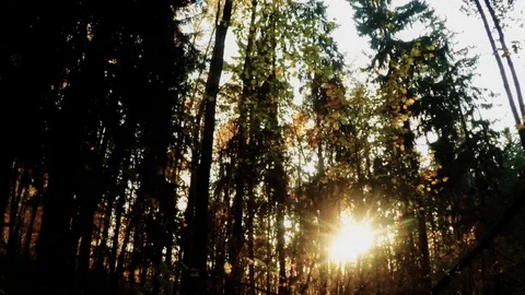 Sunset in the forest. Autumn forest. 43 Video stock 102177288