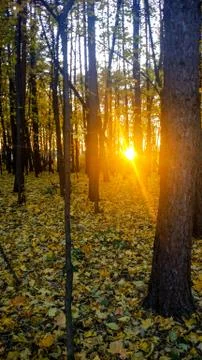 Sunset in the forest. Autumn in the forest. Stock Photos