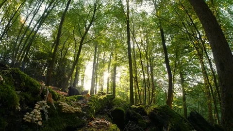 Sunset in the forest behind mossy tree trunks Vídeos de archivo 95754174