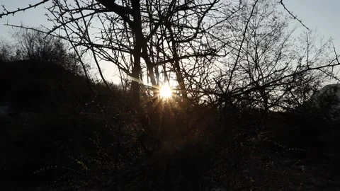 Sunset in forest behind the trees. Video stock 170240871