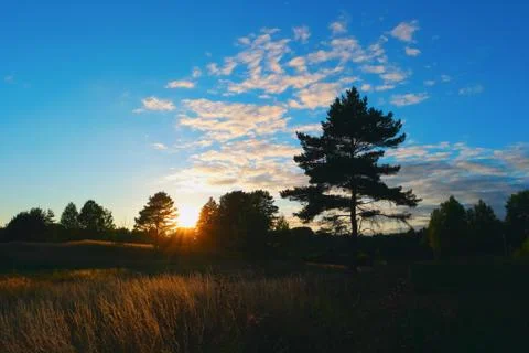 Sunset in forest between trees Stock Photos