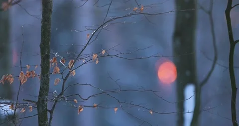 Sunset in forest. Calm forest. Tree closeup. Vídeo Stock 148107091