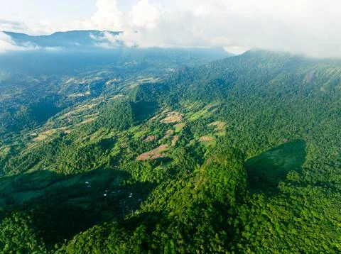 Sunset Forest Canopy Stock Photos