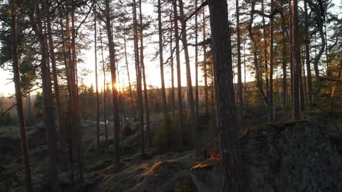 Sunset in Forest Drone footage Video stock 243229292