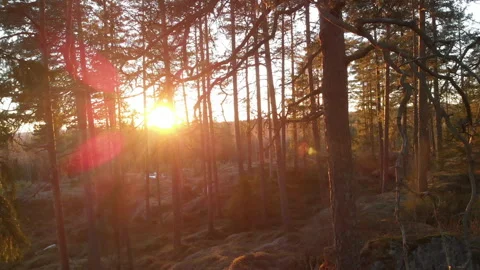 Sunset in Forest Drone footage Video stock 243229313