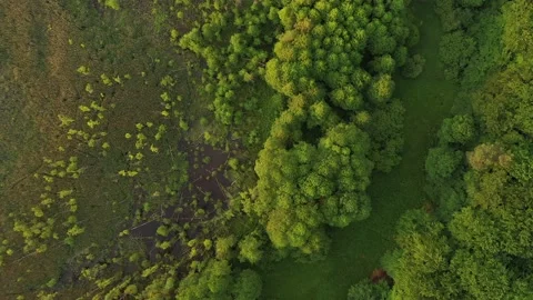 Sunset in the forest drone shot Stock Footage 179988799