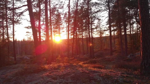 Sunset In Forest Drone/Crane shot Stockbeeldmateriaal 243229107