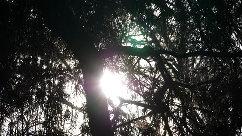 Sunset forest evening Stock Footage 125491523