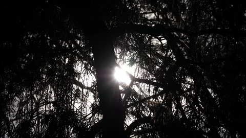 Sunset forest evening Video stock 125491714