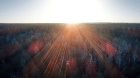 Sunset Forest, Fly Backwards Aerial View Video stock 87795230