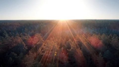 Sunset Forest, Fly Forward Aerial View Stock Footage 87795210