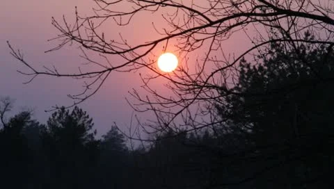 Sunset in a forest Stock Footage 10868367