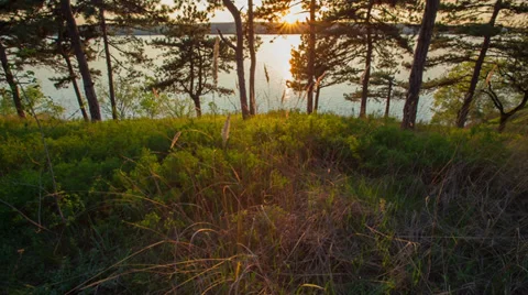 The Sunset In The Forest Stock Footage 37554122