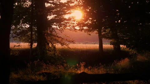 Sunset in the forest Stock Footage 52205069