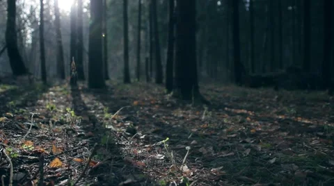 Sunset in forest 動画素材 53882697