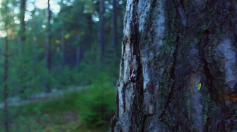 Sunset in the forest. Stock Footage 60242228